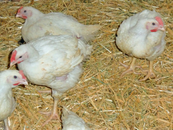 Unsere Hähnchen Unsere Hähnchen